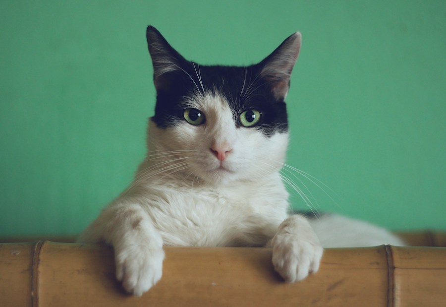Cat photo reference for a pet rap scene